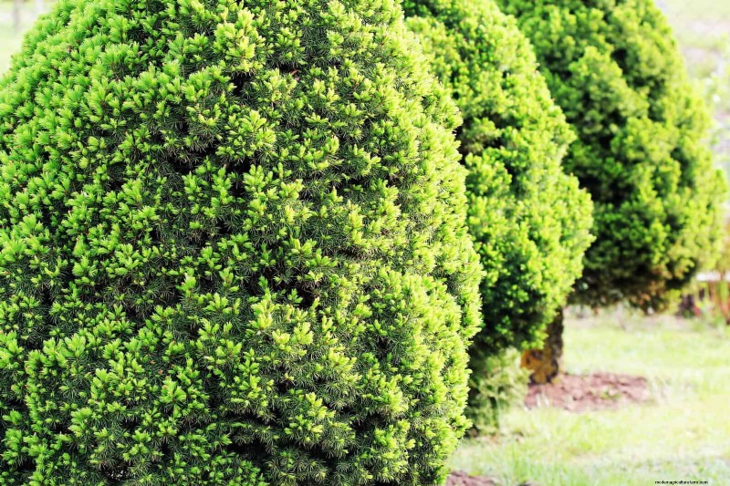 14 compacte groenblijvende struiken voor tuininteresse het hele jaar door 
