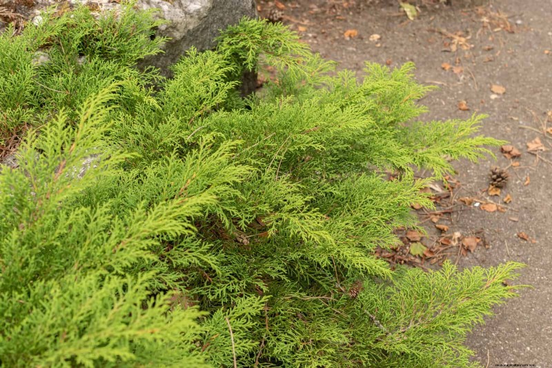 14 compacte groenblijvende struiken voor tuininteresse het hele jaar door 