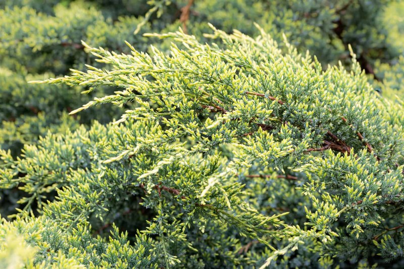 14 compacte groenblijvende struiken voor tuininteresse het hele jaar door 