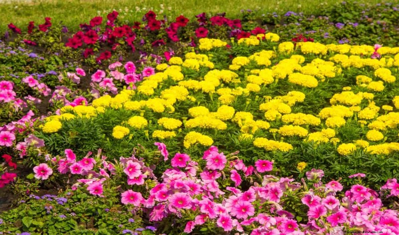 Hittebestendige bloemen:15 bloemen die gedijen bij warm weer 