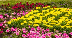 Värmebeständiga blommor:15 blommor som trivs i varmt väder 