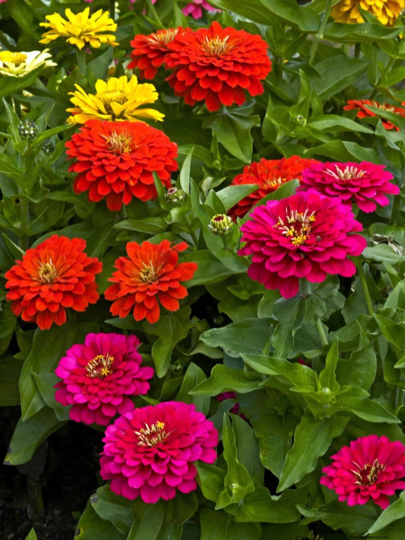 Hittebestendige bloemen:15 bloemen die gedijen bij warm weer 