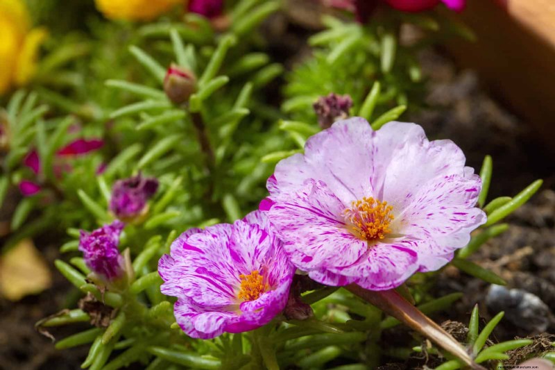 Hittebestendige bloemen:15 bloemen die gedijen bij warm weer 