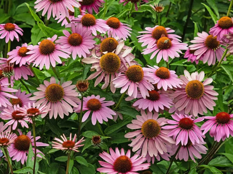 Hittebestendige bloemen:15 bloemen die gedijen bij warm weer 