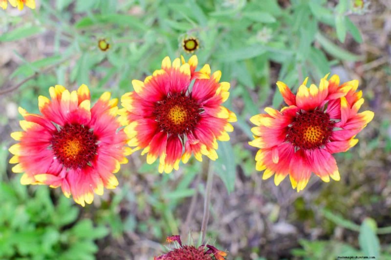 Hittebestendige bloemen:15 bloemen die gedijen bij warm weer 