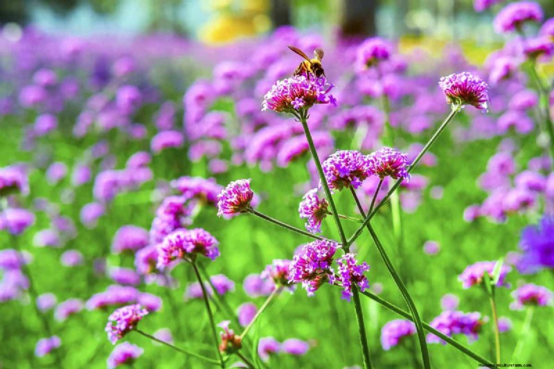 Hittebestendige bloemen:15 bloemen die gedijen bij warm weer 