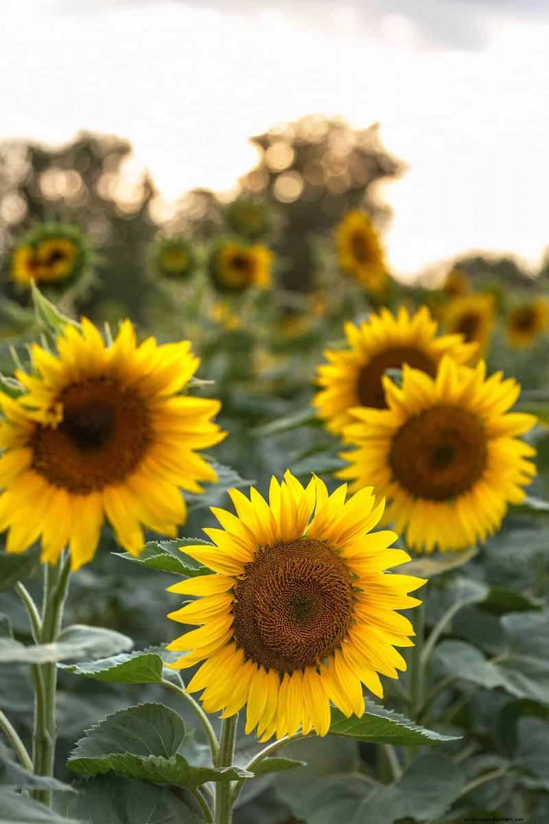 Hittebestendige bloemen:15 bloemen die gedijen bij warm weer 