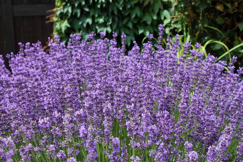 Hittebestendige bloemen:15 bloemen die gedijen bij warm weer 