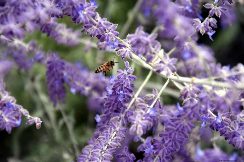 Hittebestendige bloemen:15 bloemen die gedijen bij warm weer 