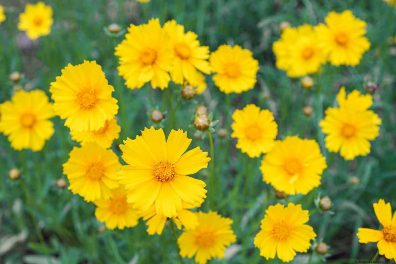 Hittebestendige bloemen:15 bloemen die gedijen bij warm weer 