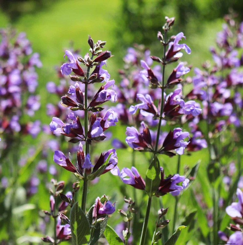 Hittebestendige bloemen:15 bloemen die gedijen bij warm weer 