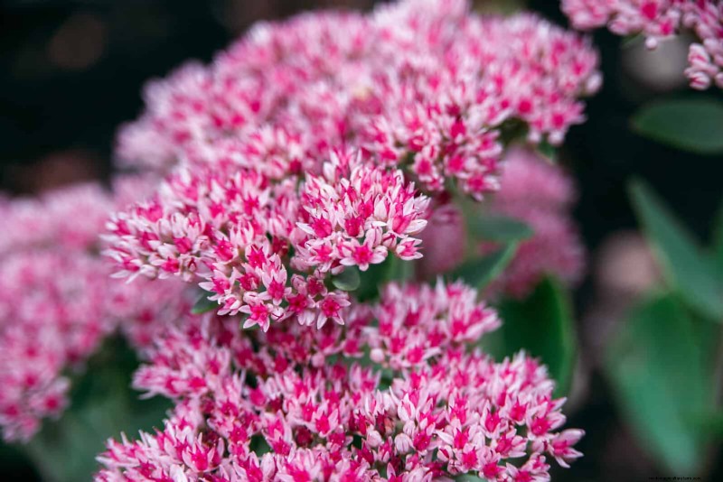 Hittebestendige bloemen:15 bloemen die gedijen bij warm weer 