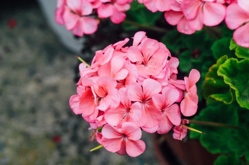 Hittebestendige bloemen:15 bloemen die gedijen bij warm weer 