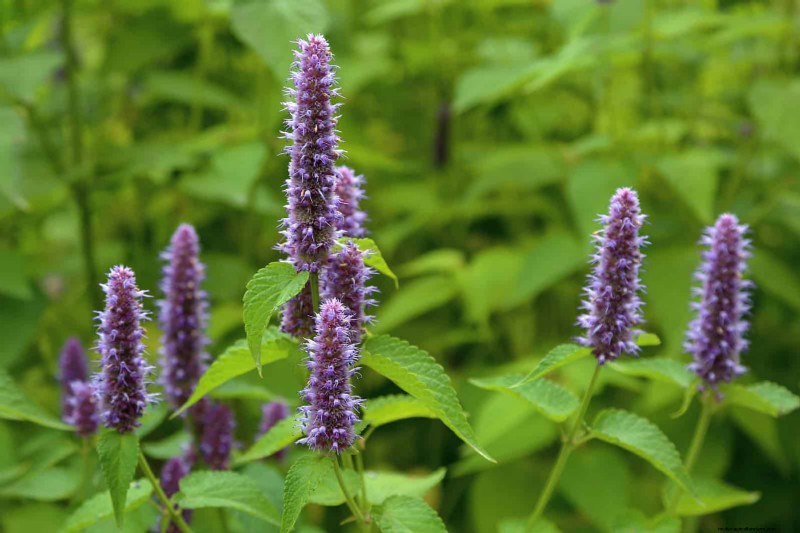 Hittebestendige bloemen:15 bloemen die gedijen bij warm weer 