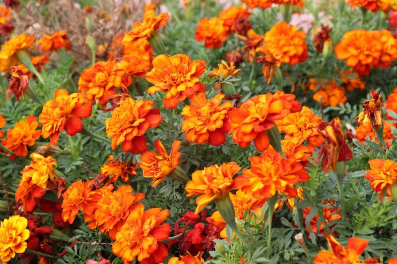 Hittebestendige bloemen:15 bloemen die gedijen bij warm weer 