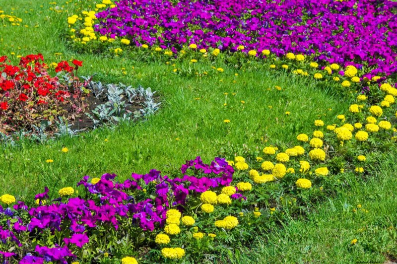 Hittebestendige bloemen:15 bloemen die gedijen bij warm weer 