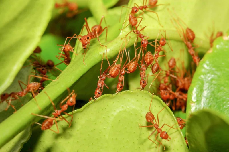 Control eficaz de hormigas en el jardín:9 métodos naturales y probados 