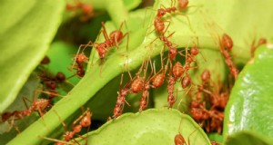 Effectieve mierenbestrijding in de tuin:9 natuurlijke en bewezen methoden 