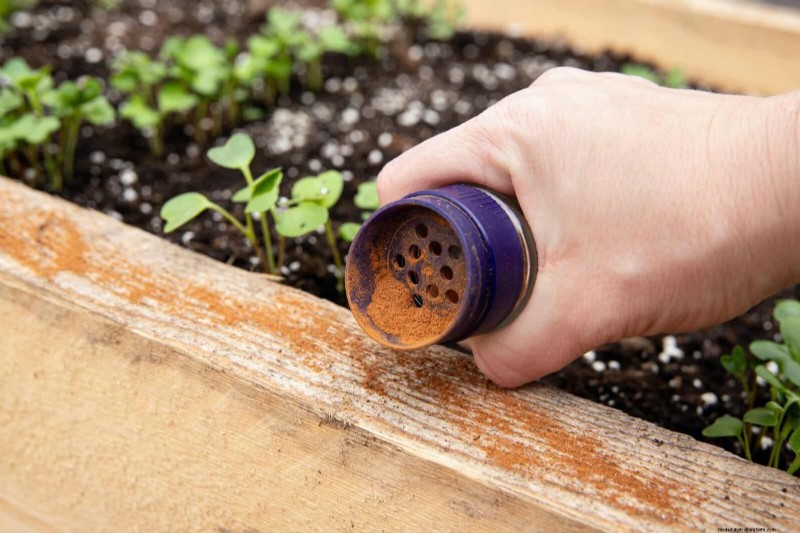 Control eficaz de hormigas en el jardín:9 métodos naturales y probados 