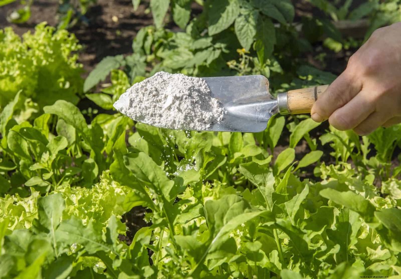 Control eficaz de hormigas en el jardín:9 métodos naturales y probados 