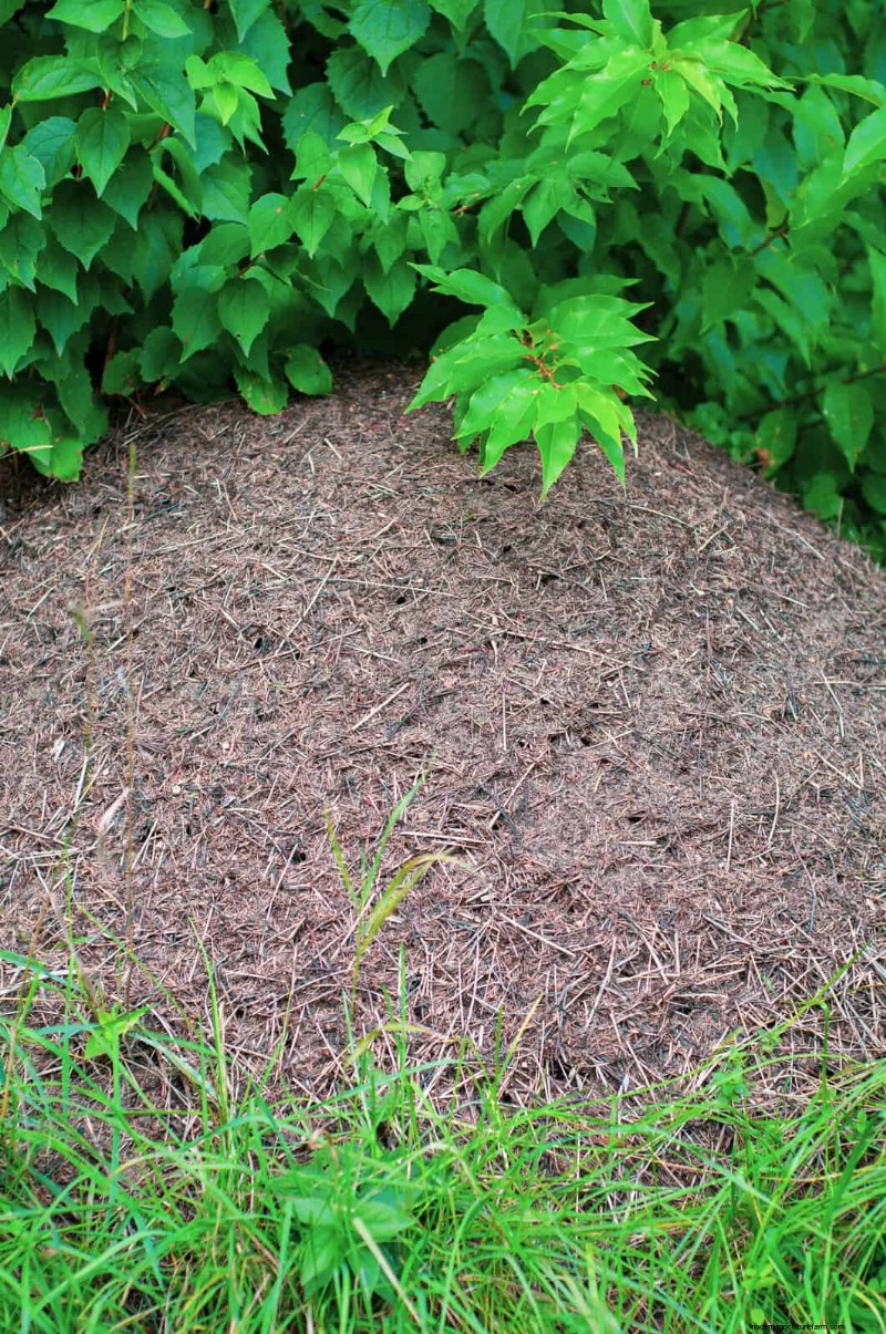 Control eficaz de hormigas en el jardín:9 métodos naturales y probados 