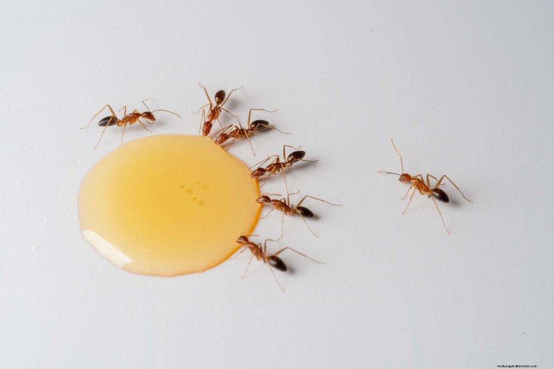 Control eficaz de hormigas en el jardín:9 métodos naturales y probados 