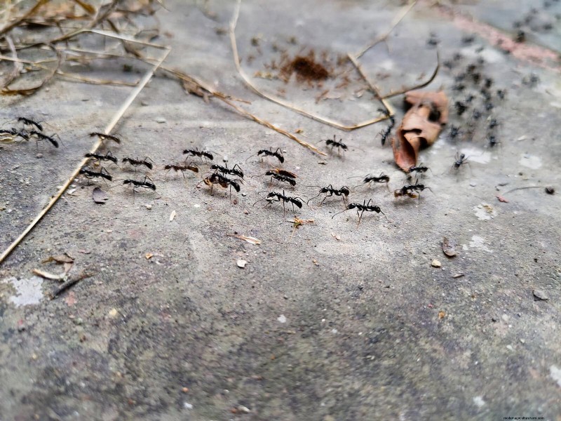 Control eficaz de hormigas en el jardín:9 métodos naturales y probados 