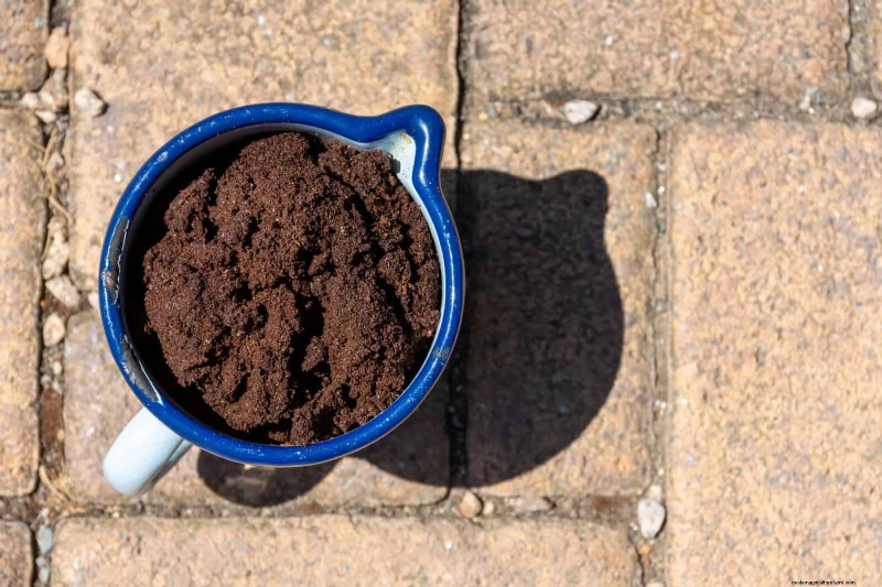 Control eficaz de hormigas en el jardín:9 métodos naturales y probados 