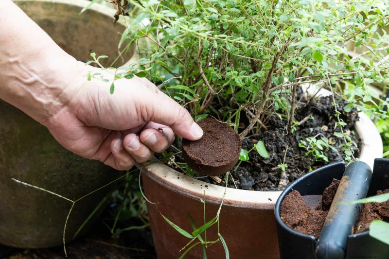 Control eficaz de hormigas en el jardín:9 métodos naturales y probados 