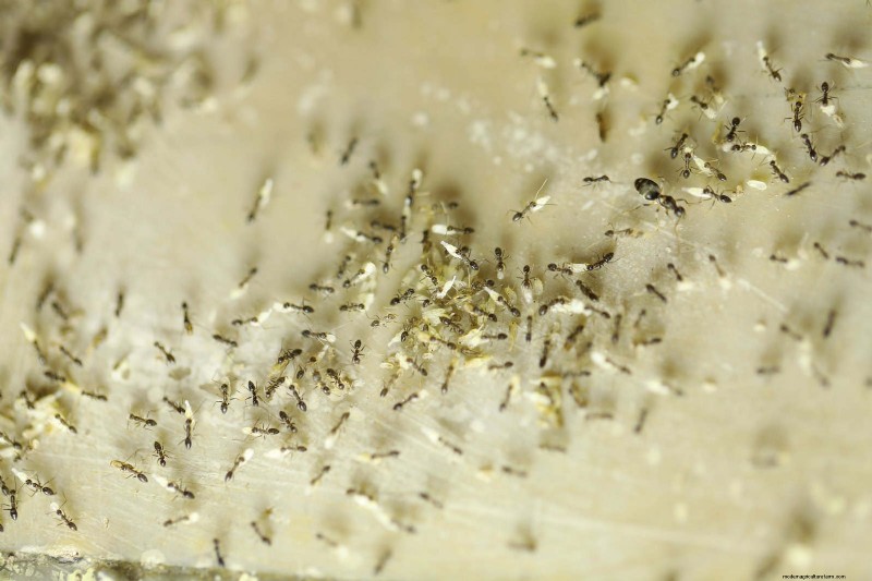 Control eficaz de hormigas en el jardín:9 métodos naturales y probados 