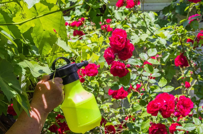 Rozenverzorging in zomerhitte:uw rozen voeden voor optimale groei 