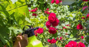Cura delle rose nella calura estiva:nutrire le rose per una crescita ottimale 