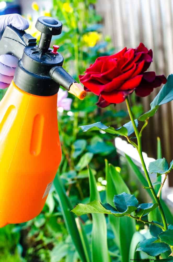 Rozenverzorging in zomerhitte:uw rozen voeden voor optimale groei 