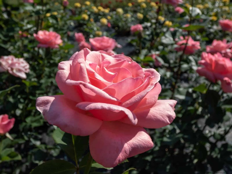 Rozenverzorging in zomerhitte:uw rozen voeden voor optimale groei 