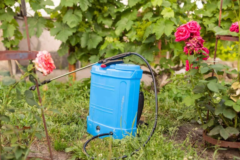 Rozenverzorging in zomerhitte:uw rozen voeden voor optimale groei 