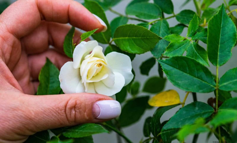 Rozenverzorging in zomerhitte:uw rozen voeden voor optimale groei 
