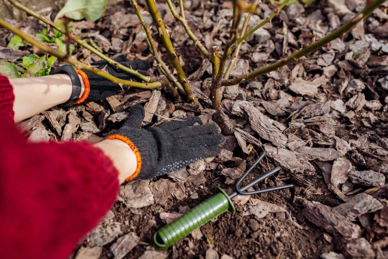 Rozenverzorging in zomerhitte:uw rozen voeden voor optimale groei 