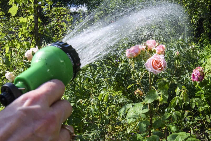 Rozenverzorging in zomerhitte:uw rozen voeden voor optimale groei 
