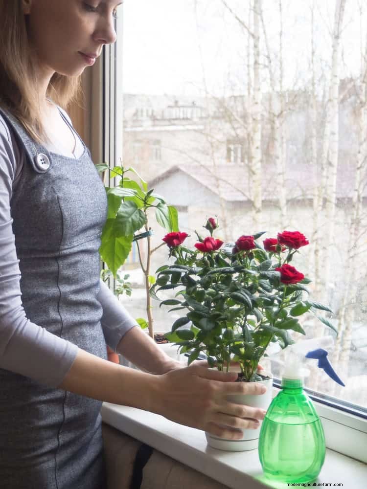 Rozenverzorging in zomerhitte:uw rozen voeden voor optimale groei 