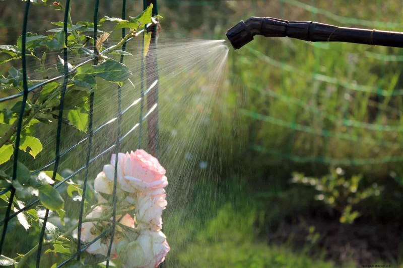 Rozenverzorging in zomerhitte:uw rozen voeden voor optimale groei 