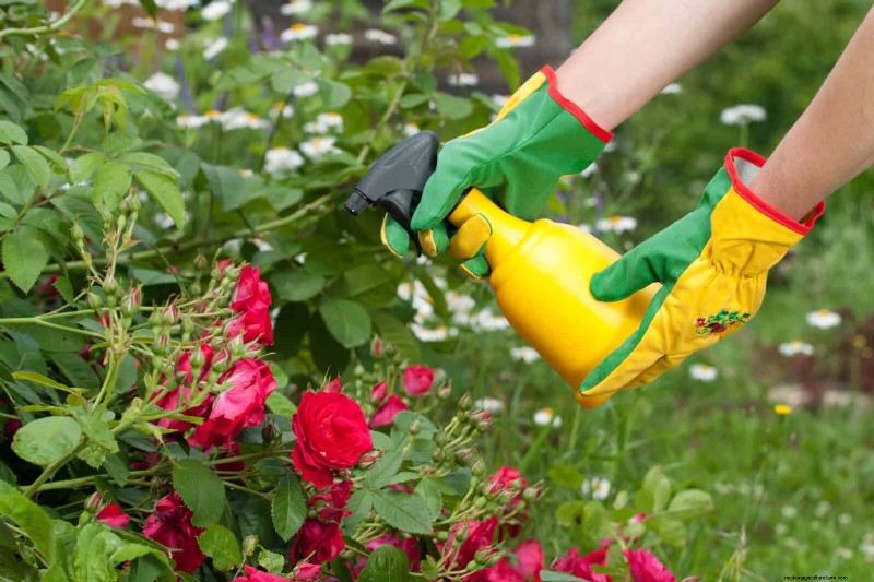 Rozenverzorging in zomerhitte:uw rozen voeden voor optimale groei 