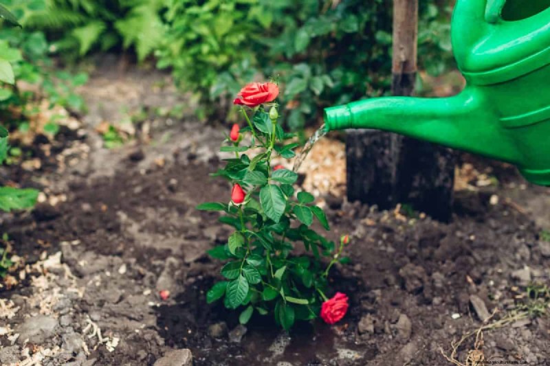 Rozenverzorging in zomerhitte:uw rozen voeden voor optimale groei 