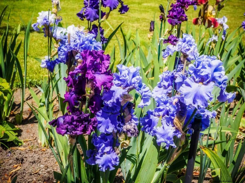 Piante perenni resistenti alla siccità:16 scelte a bassa manutenzione per un giardino fiorente 