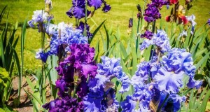 Droogtetolerante vaste planten:16 onderhoudsarme keuzes voor een bloeiende tuin 
