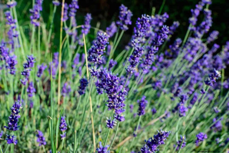 Piante perenni resistenti alla siccità:16 scelte a bassa manutenzione per un giardino fiorente 