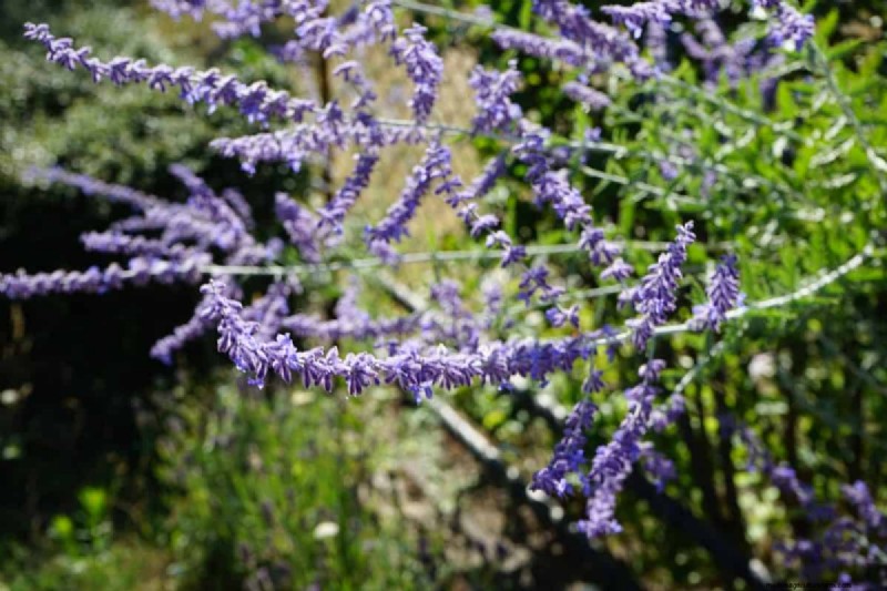 Piante perenni resistenti alla siccità:16 scelte a bassa manutenzione per un giardino fiorente 