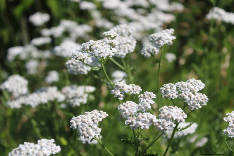 Piante perenni resistenti alla siccità:16 scelte a bassa manutenzione per un giardino fiorente 