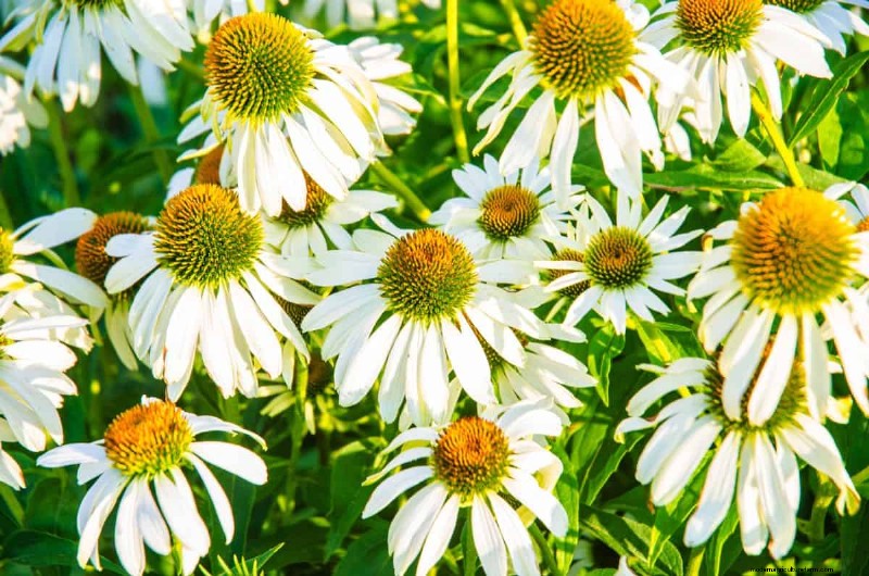 Piante perenni resistenti alla siccità:16 scelte a bassa manutenzione per un giardino fiorente 