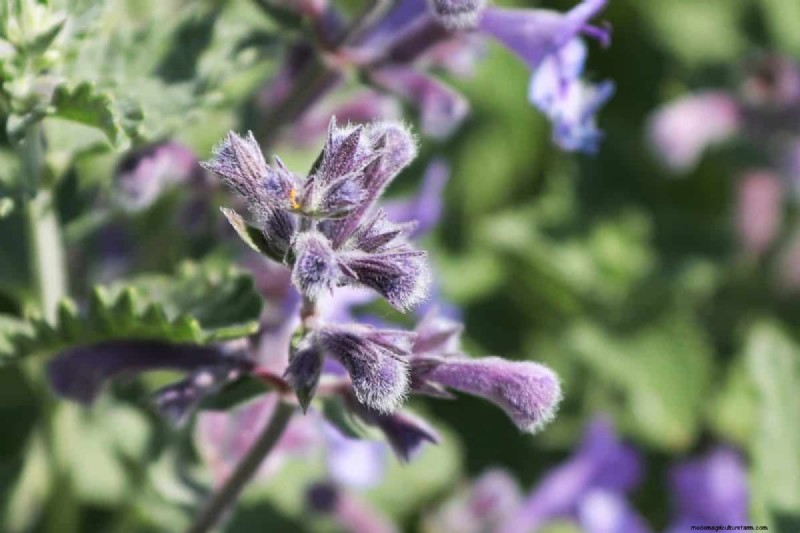 Piante perenni resistenti alla siccità:16 scelte a bassa manutenzione per un giardino fiorente 
