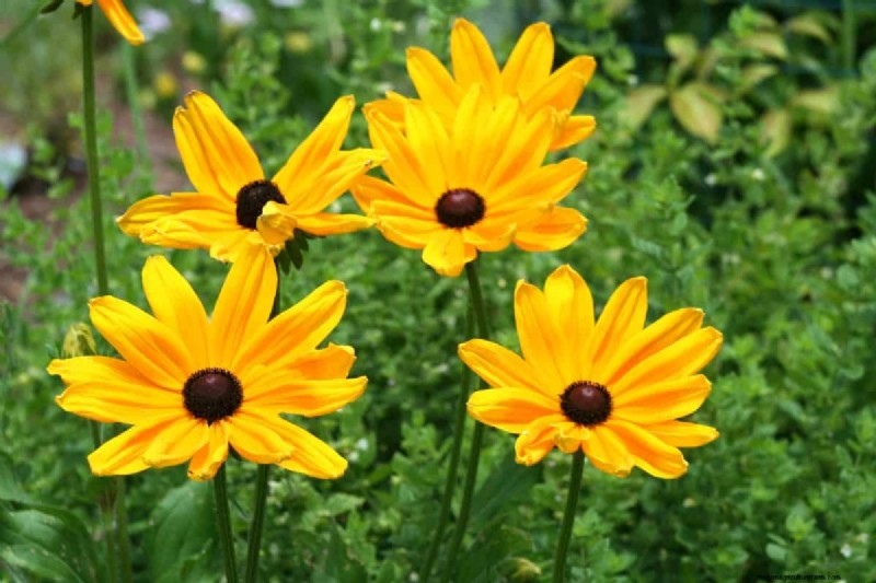 Piante perenni resistenti alla siccità:16 scelte a bassa manutenzione per un giardino fiorente 